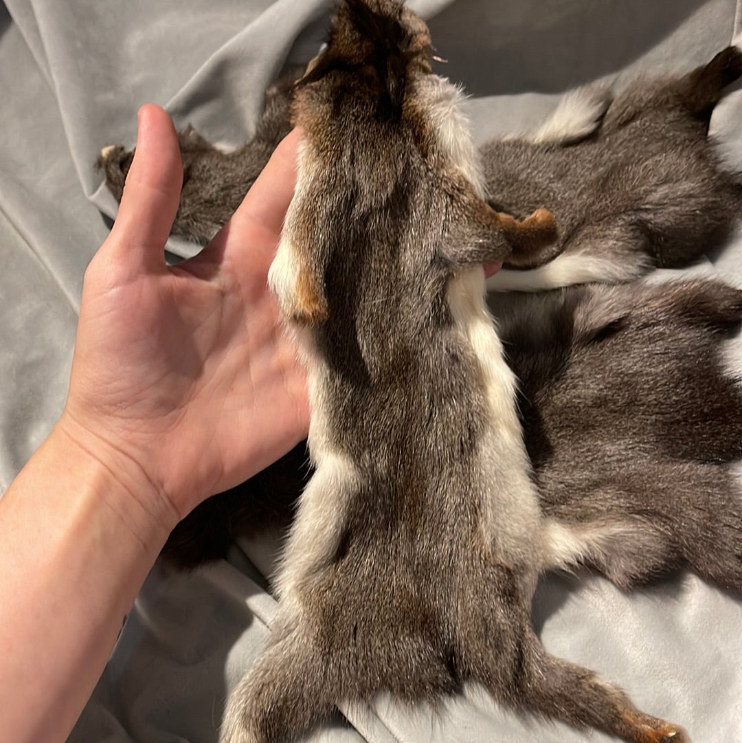 Squirrel Pelt