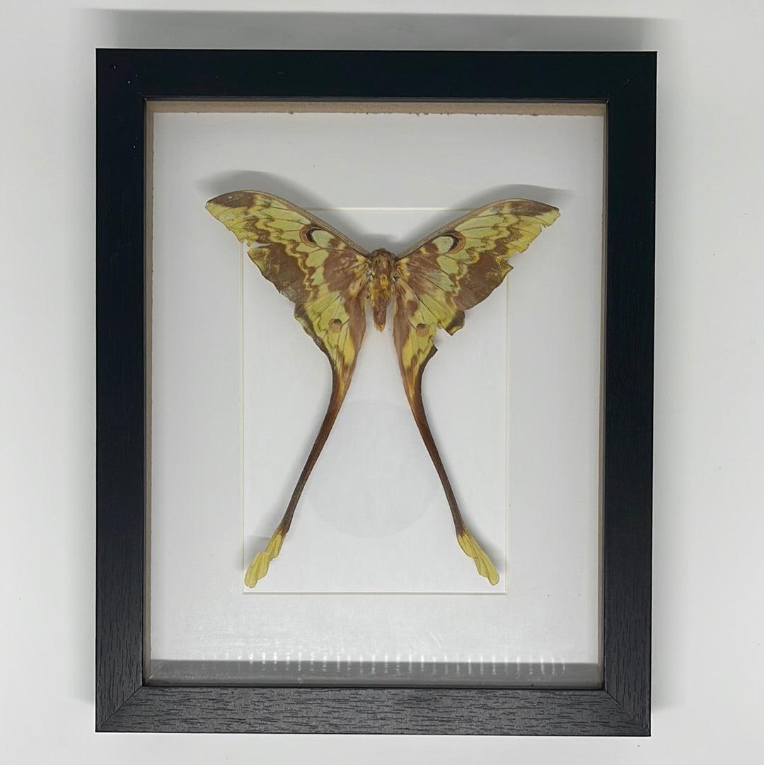 How I started working with dead things. - Pumpkin Cat Collectables - pumpkincatcollectables.com