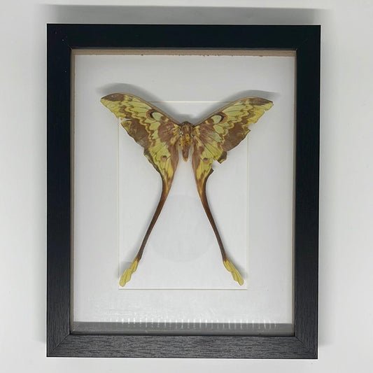 How I started working with dead things. - Pumpkin Cat Collectables - pumpkincatcollectables.com