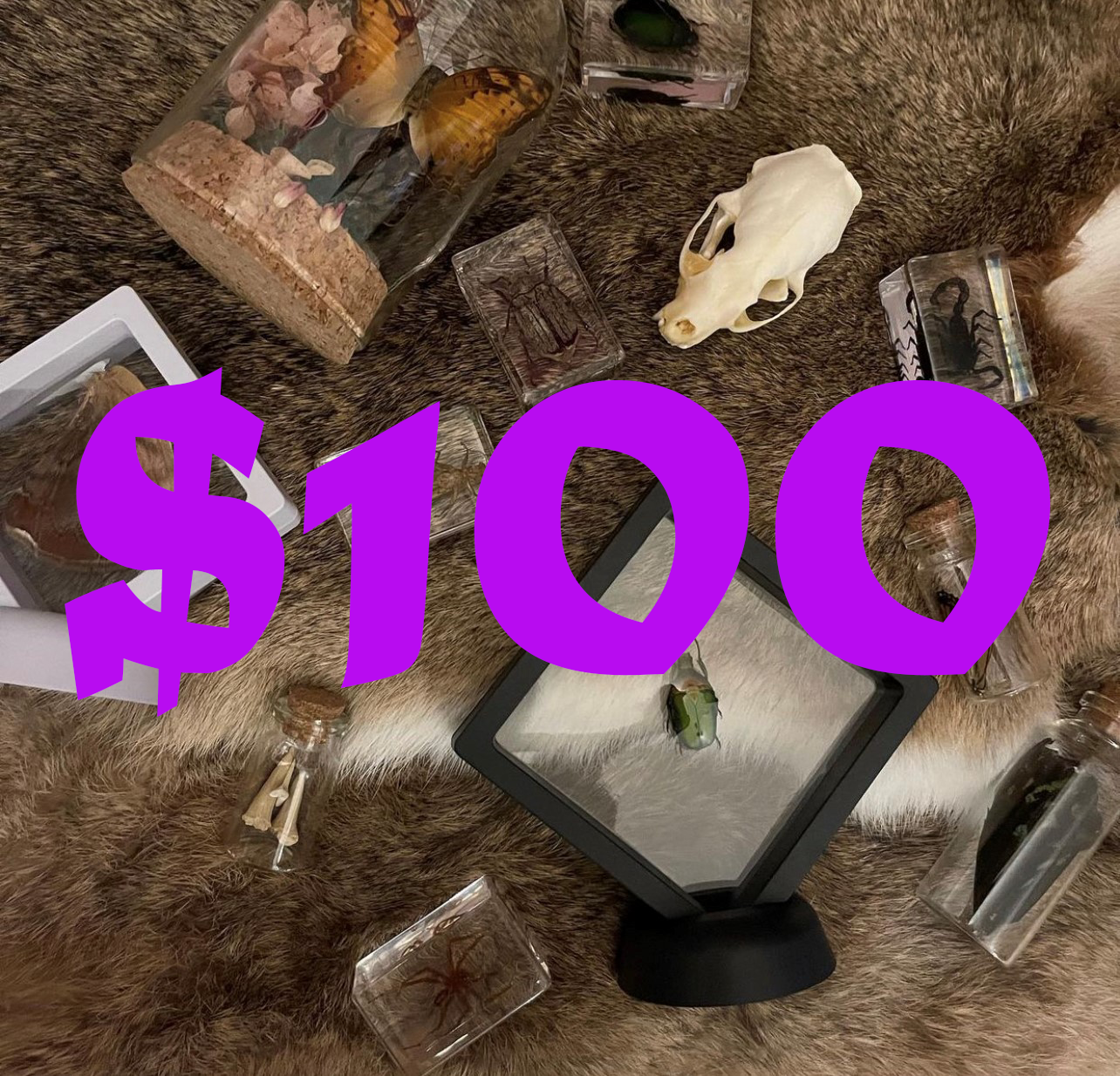 Pumpkin Cat Collectables Gift Voucher