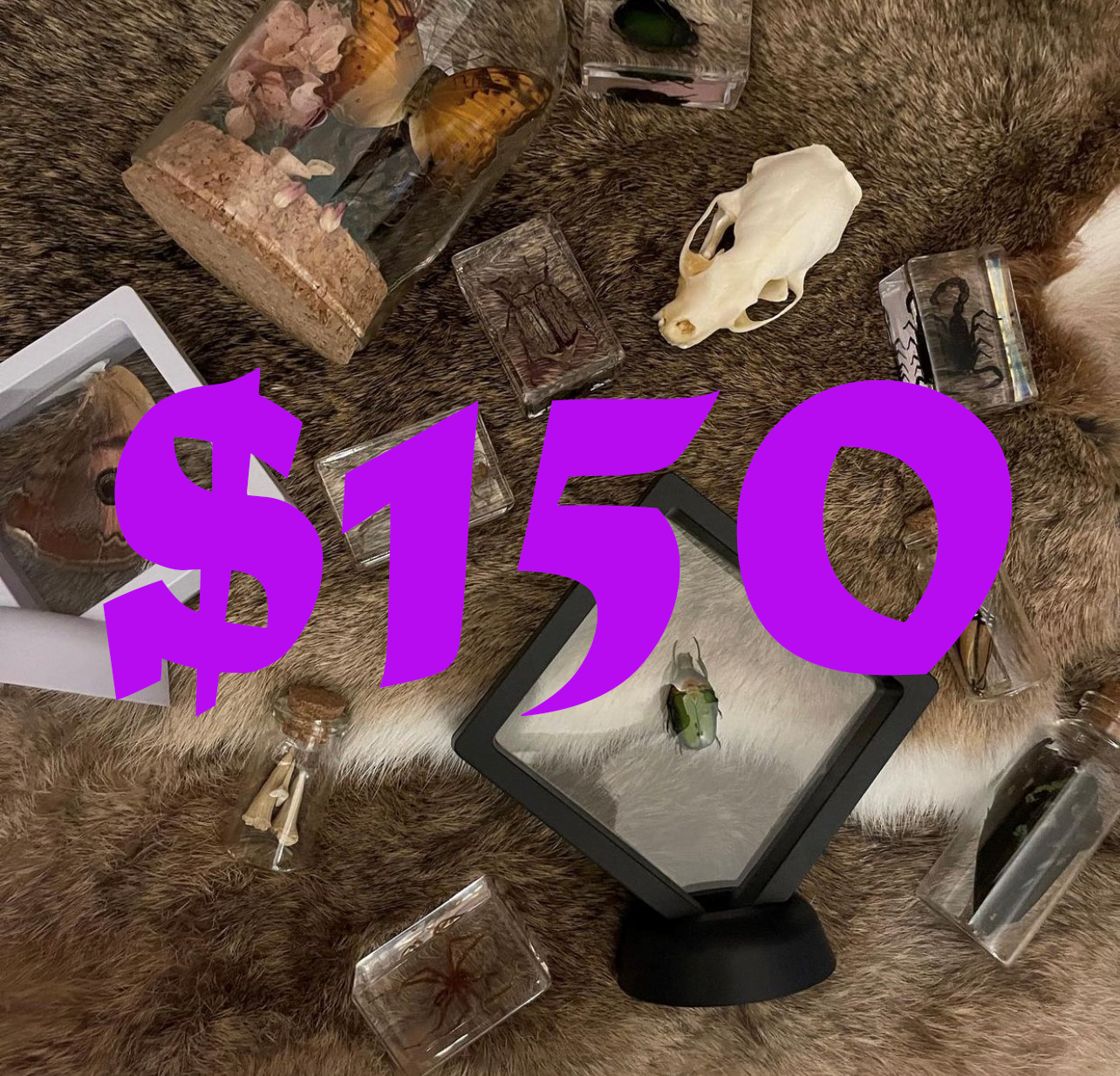 Pumpkin Cat Collectables Gift Voucher