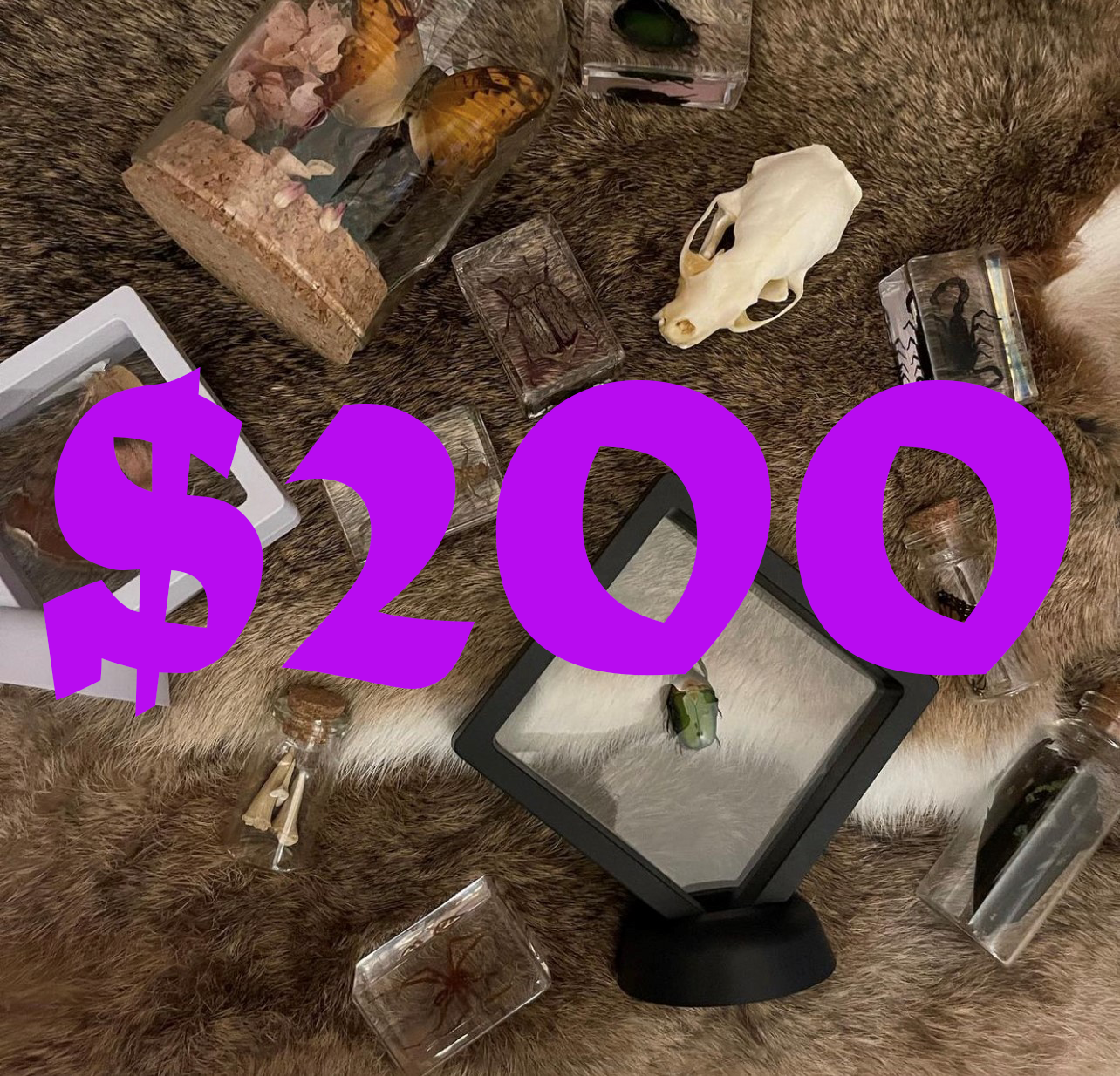 Pumpkin Cat Collectables Gift Voucher