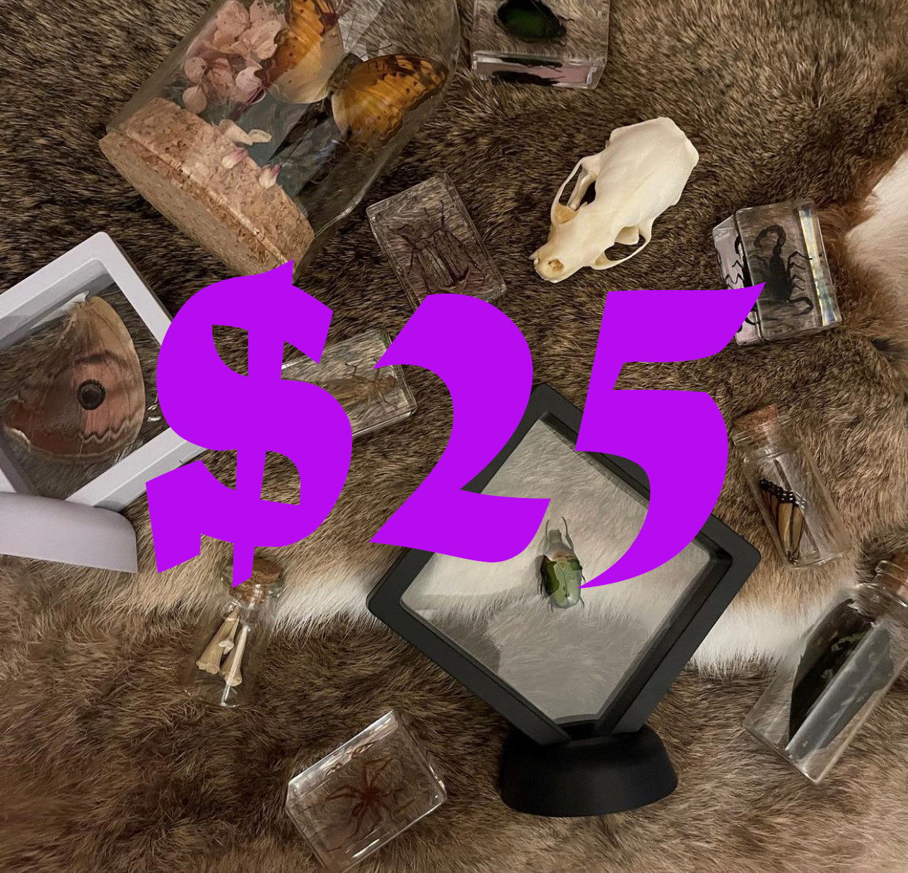 Pumpkin Cat Collectables Gift Voucher