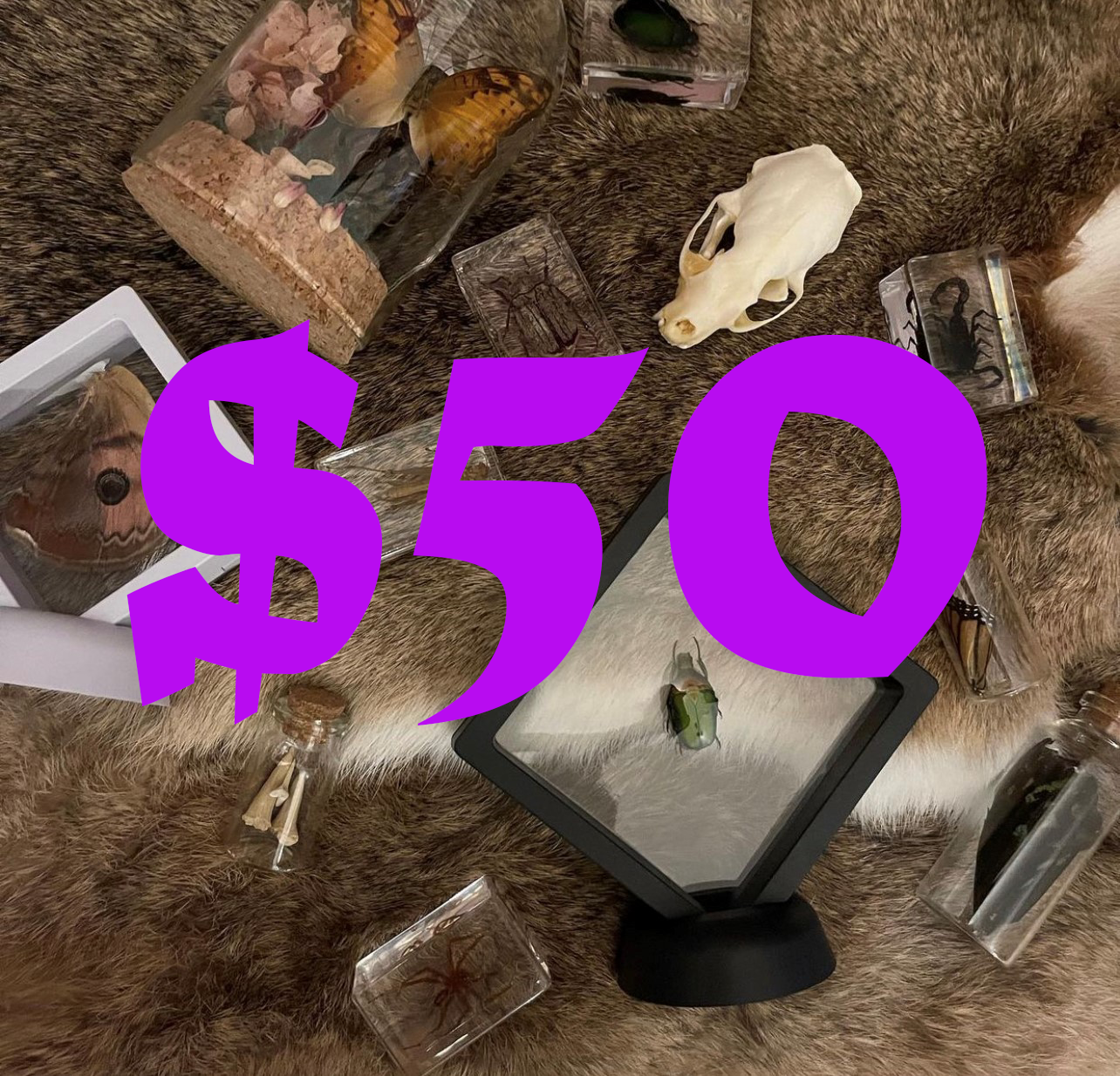 Pumpkin Cat Collectables Gift Voucher