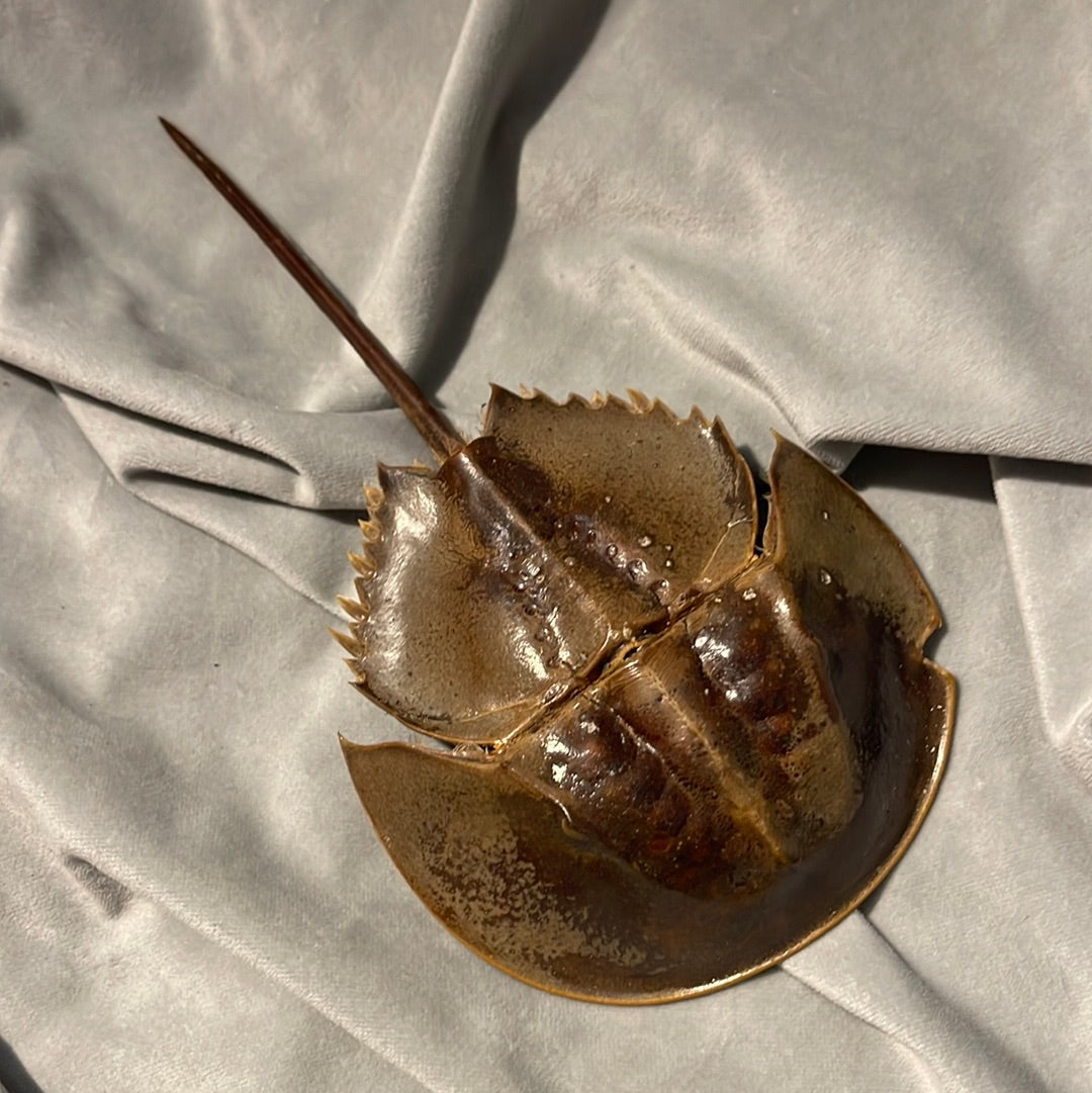 Preserved Horseshoe Crab