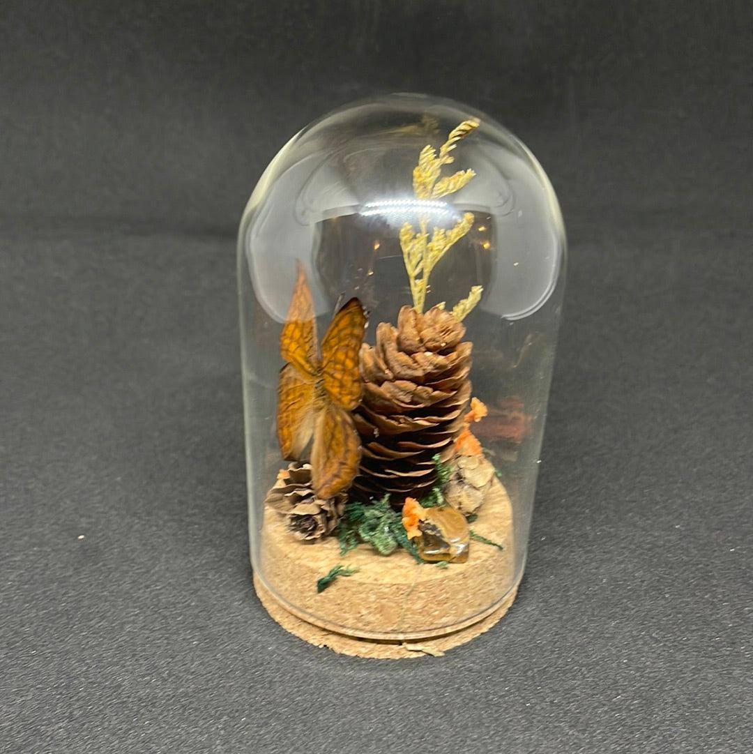 Beautiful Brown Butterfly in glass dome - Pumpkin Cat Collectables - pumpkincatcollectables.com