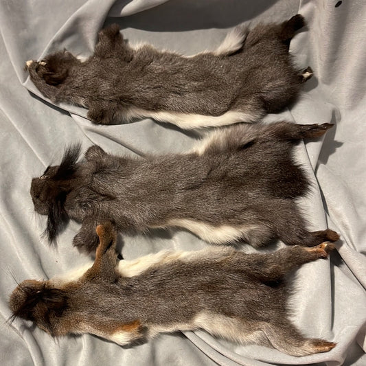 Squirrel Pelt