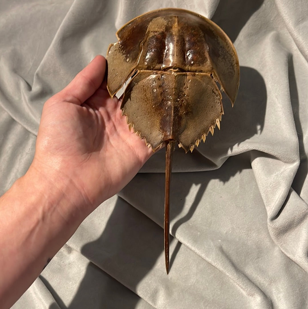 Preserved Horseshoe Crab