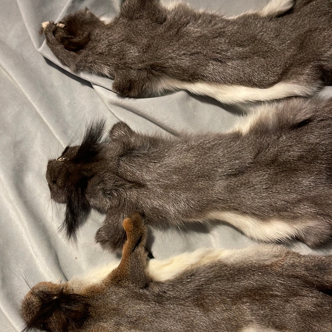 Squirrel Pelt