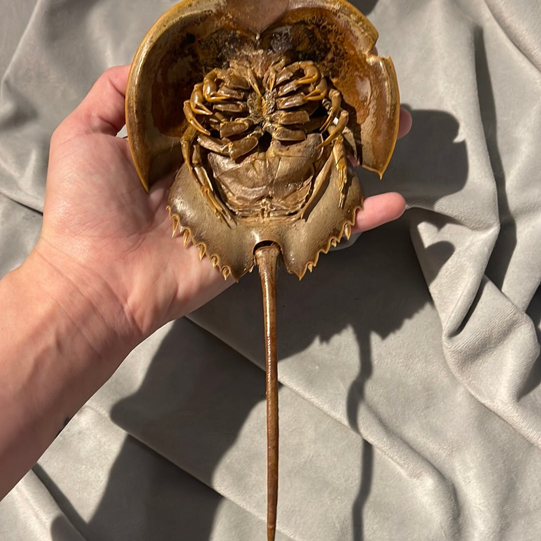 Preserved Horseshoe Crab