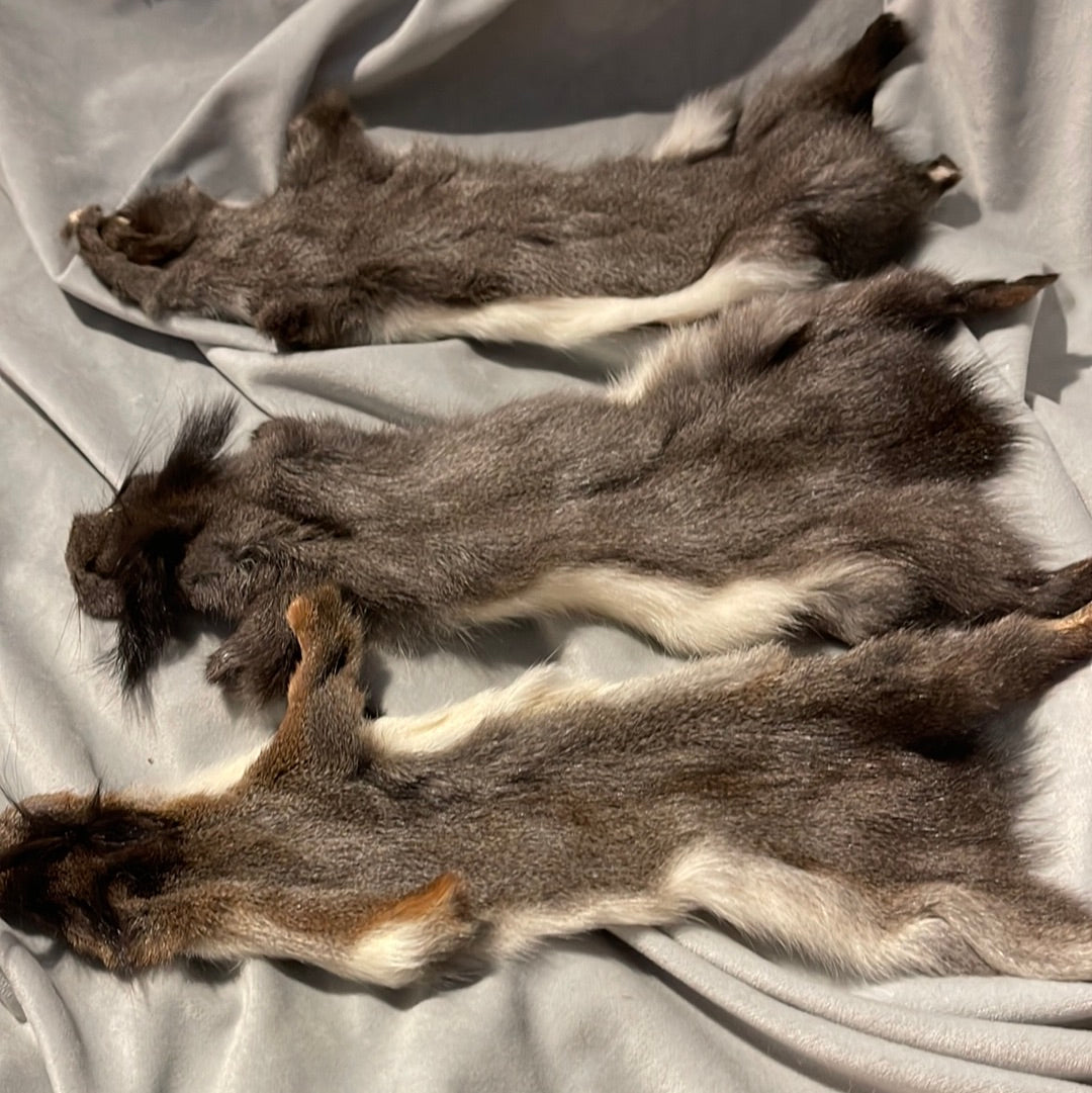 Squirrel Pelt