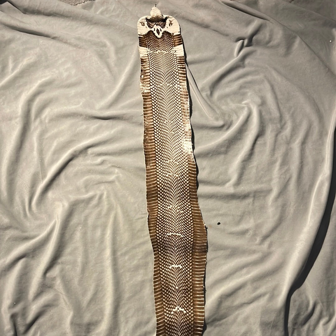 Cobra skin