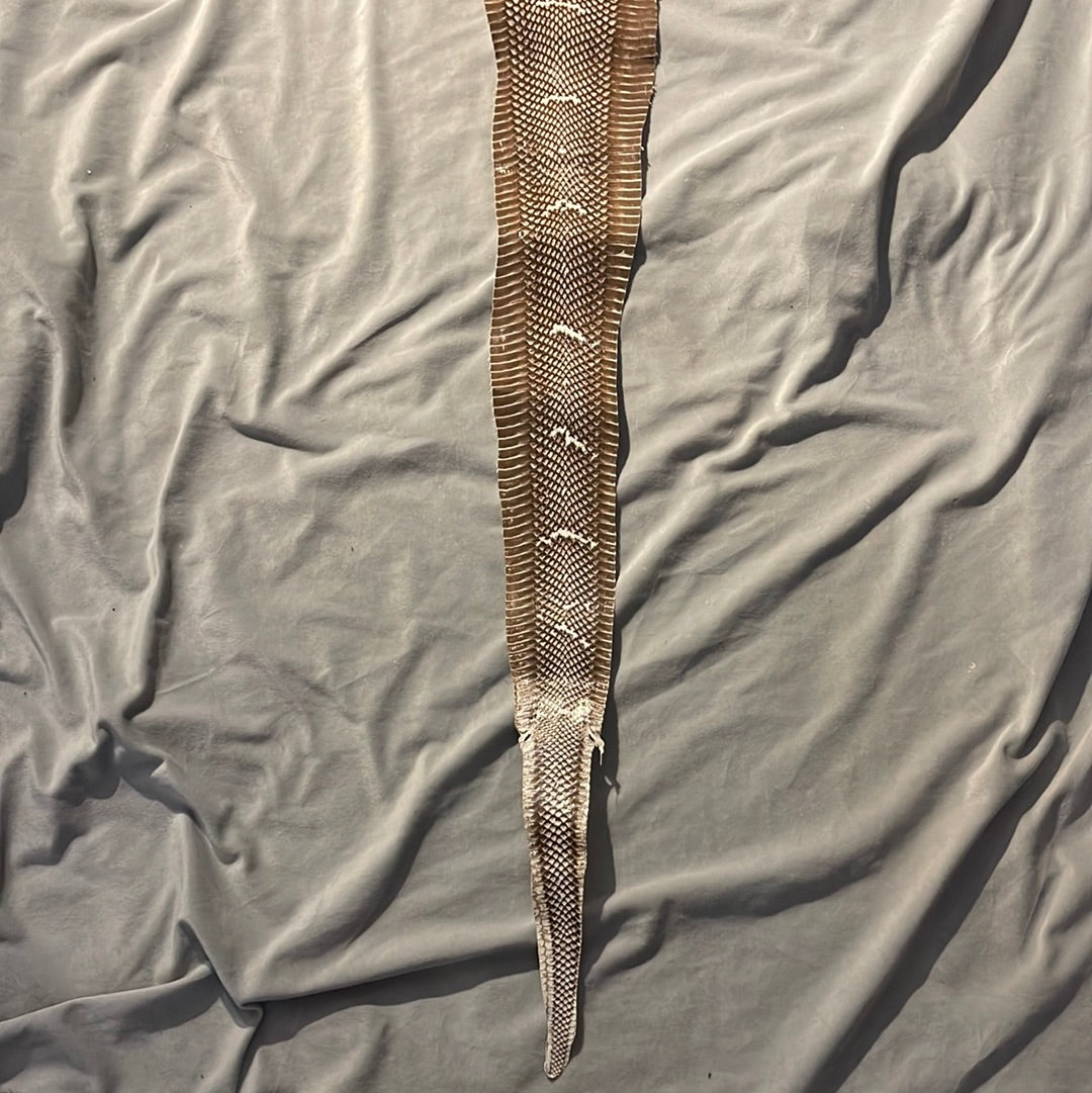 Cobra skin