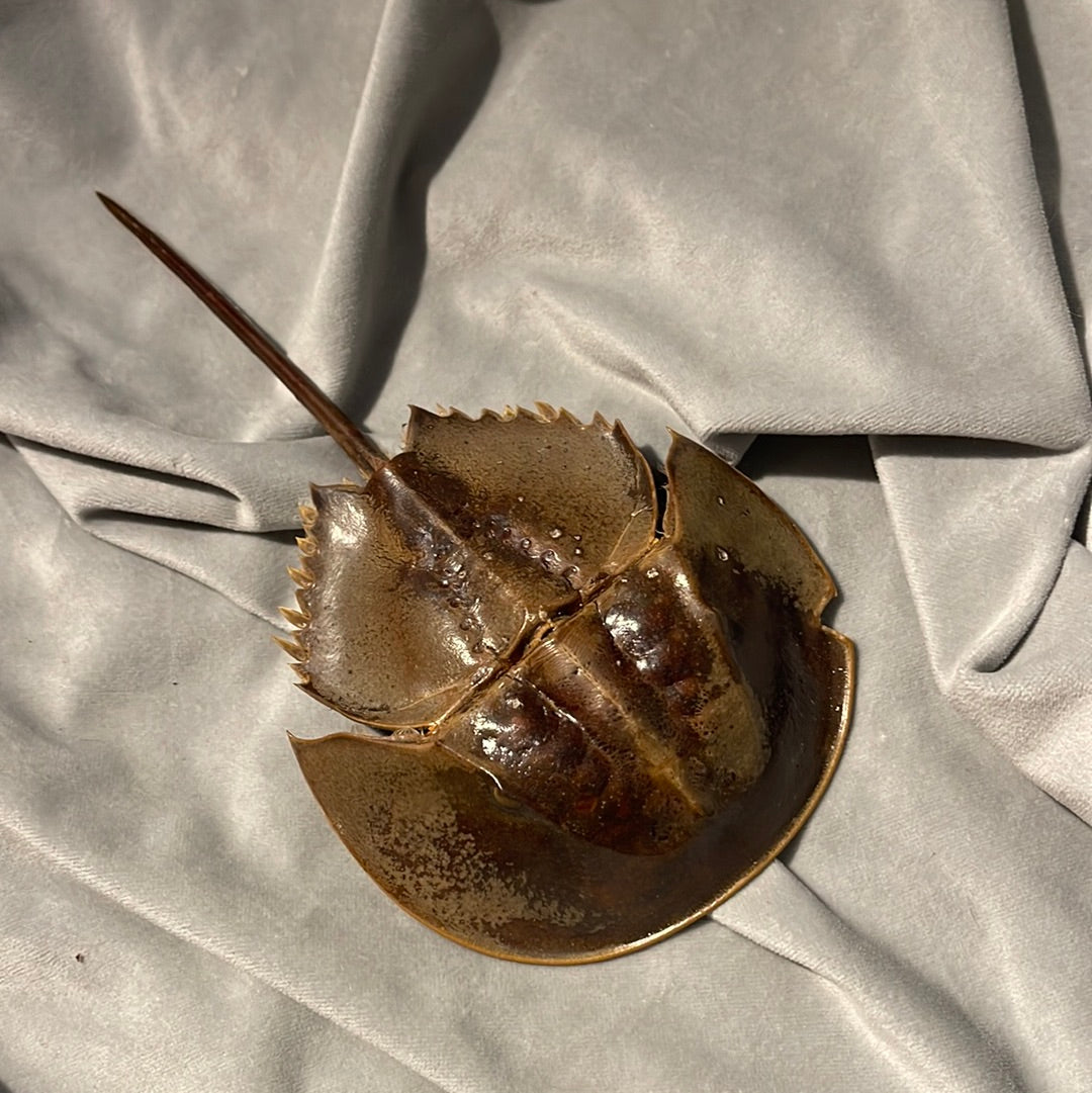 Preserved Horseshoe Crab