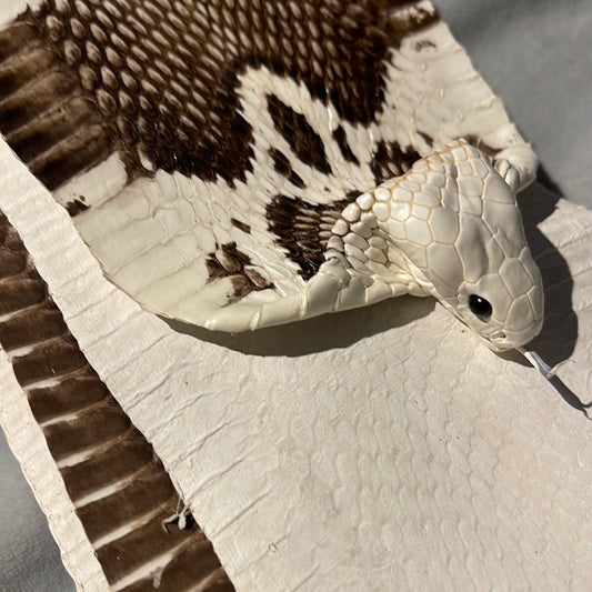 Cobra skin