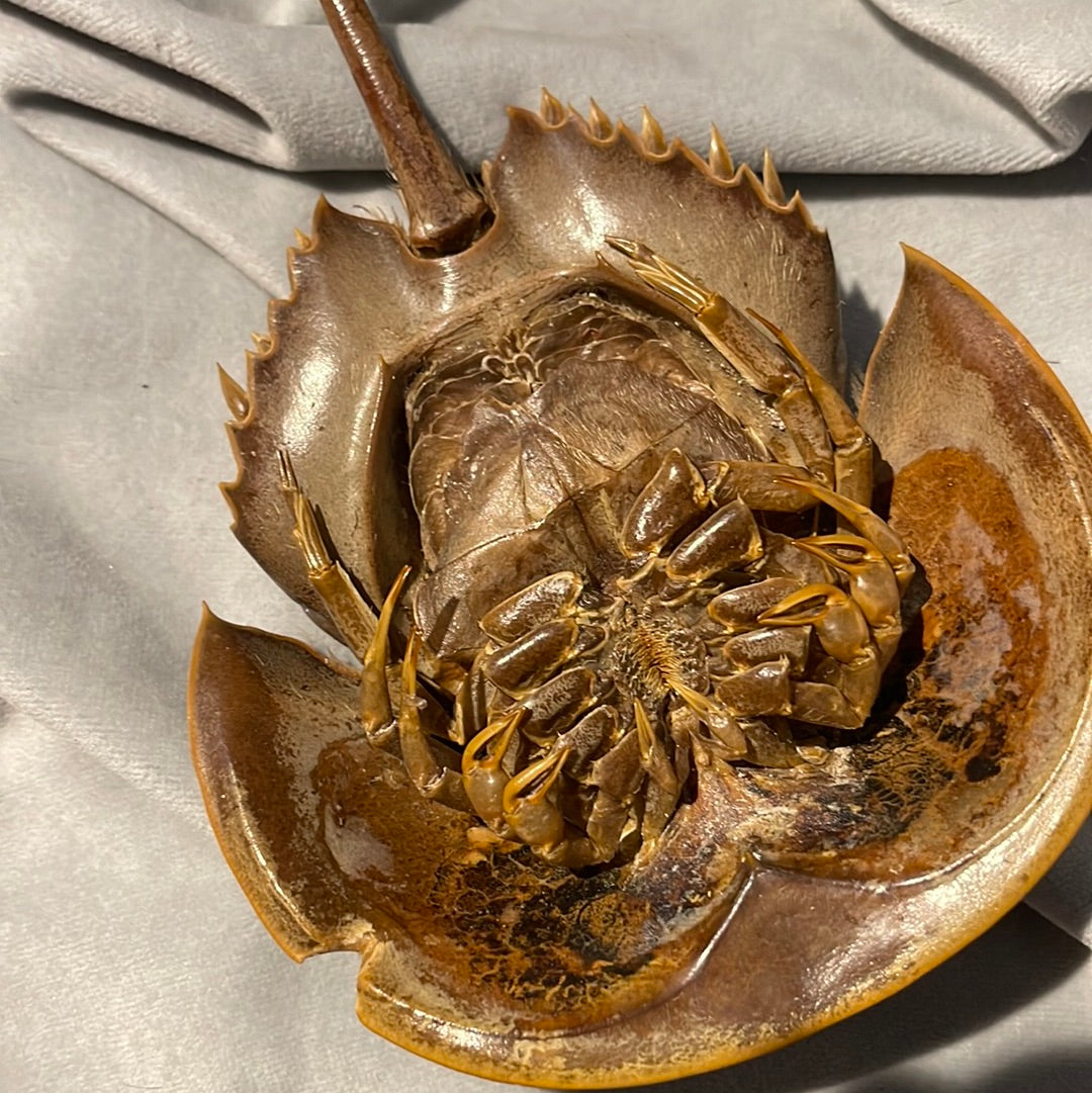 Preserved Horseshoe Crab